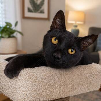 Panther -  Domestic Short Hair Cat for Adoption in Susanville, California - Panther | PetCurious