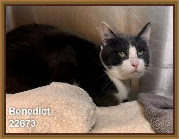 BENEDICT -  Domestic Short Hair Cat for Adoption in Marietta, Georgia - BENEDICT | PetCurious