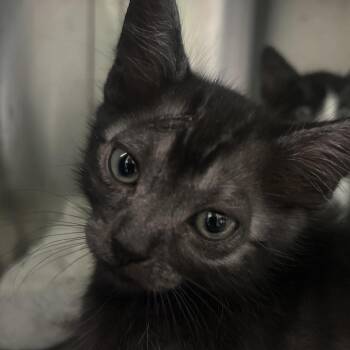 Toodles Galore -  Domestic Short Hair Cat for Adoption in Austin, Texas - Toodles Galore | PetCurious