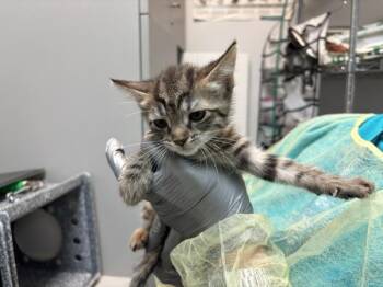 Mellar -  Domestic Short Hair Cat for Adoption in New York, New York - Mellar | PetCurious