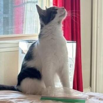Daze -  Domestic Medium Hair and Tabby Cat for Adoption in Liverpool, Texas - Daze | PetCurious