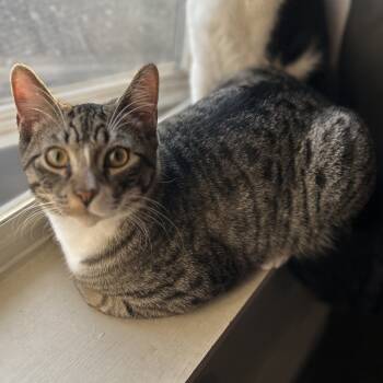 Rescue Domestic Short Hair Cats for Adoption in Rochester, Minnesota - Joxer | PetCurious