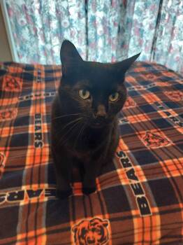 Domestic Short Hair Cats Available for Adoption - Max (aka Major) - 4 Paw Declaw | PetCurious