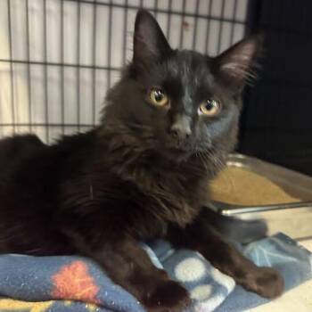 Domestic Long Hair Cats Available for Adoption - The Gongoozler | PetCurious