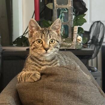 Theo -  Domestic Short Hair Cat for Adoption in Potomac, Maryland - Theo | PetCurious
