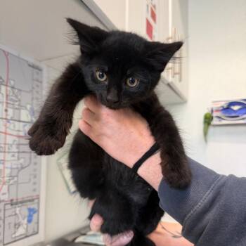 Serrano -  Domestic Long Hair Cat for Adoption in Mankato, Minnesota - Serrano | PetCurious