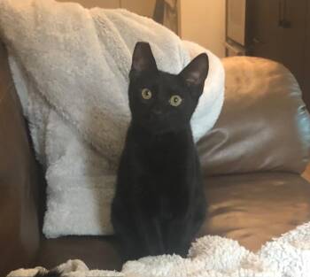 Domestic Short Hair Cats Available for Adoption in Burnaby, British Columbia - Cooptavies | PetCurious