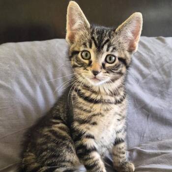 Pink Floyd -  Domestic Short Hair Cat for Adoption in Matteson, Illinois - Pink Floyd | PetCurious