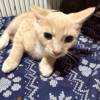 Mittens -  Domestic Short Hair Cat Available for Adoption in NEW PT RICHEY, Florida - Mittens | PetCurious
