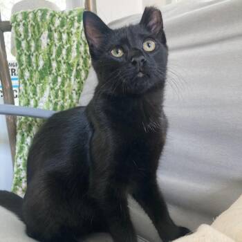 Hoot -  Domestic Short Hair Cat for Adoption in Chicago, Illinois - Hoot | PetCurious
