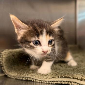 Sabrina -  Domestic Short Hair Cat for Adoption in League City, Texas - Sabrina | PetCurious