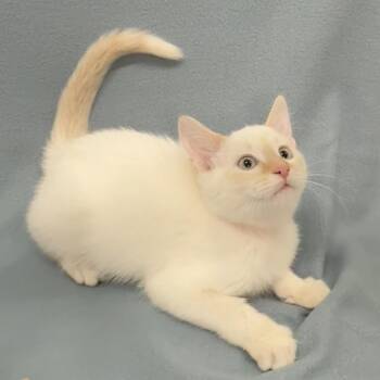 Siamese Cats Available for Adoption in Minneapolis, Minnesota - Ryder | PetCurious