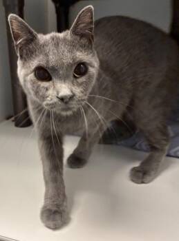 Helen -  Domestic Short Hair Cat for Adoption in Salt Lake City, Utah - Helen | PetCurious