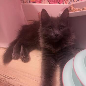 Misty -  Domestic Long Hair Cat for Adoption in Salt Lake City, Utah - Misty | PetCurious