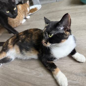 pocahontas -  Domestic Short Hair Cat for Adoption in North Myrtle Beach, South Carolina - Pocahontas | PetCurious