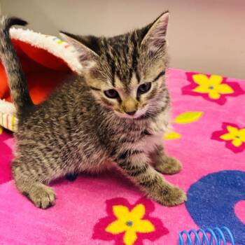Hopper -  Domestic Short Hair Cat Available for Adoption in Mocksville, North Carolina - Hopper | PetCurious