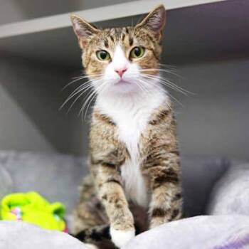 Athena -  Domestic Short Hair Cat for Adoption in Atlanta, Georgia - Athena | PetCurious