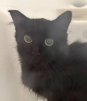 Baskets -  Domestic Long Hair Cat for Adoption in Golden, Colorado - Baskets | PetCurious