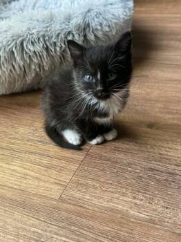 Domestic Short Hair Cats Available for Adoption in Newnan, Georgia - *Medow | PetCurious