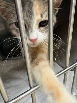 Domestic Short Hair Cats Available for Adoption in Mocksville, North Carolina - Shirley | PetCurious