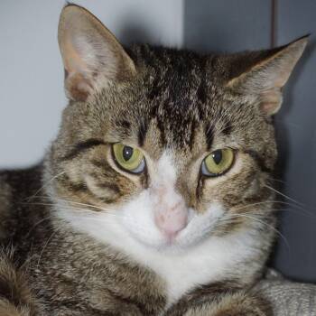 Domestic Short Hair Cats Available for Adoption in West Palm Beach, Florida - Edmund | PetCurious