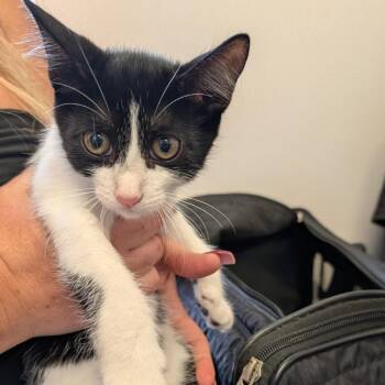 Alma -  Domestic Short Hair Cat for Adoption in Clearwater, Florida - Alma | PetCurious