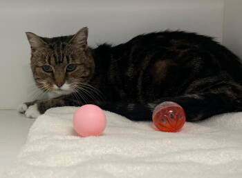 American Shorthair Cats Available for Adoption in Greenfield, Indiana - Missy | PetCurious