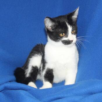 Robbie - 43574 -  Domestic Short Hair Cat for Adoption in Prattville, Alabama - Robbie - 43574 | PetCurious