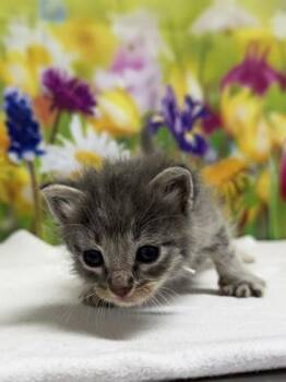 Domestic Short Hair Cats Available for Adoption in San Antonio, Texas - Soy | PetCurious