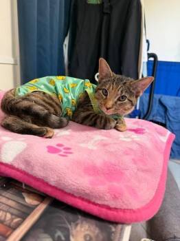 Harper Lee -  Domestic Short Hair Cat Available for Adoption in Pawtucket, Rhode Island - Harper Lee | PetCurious