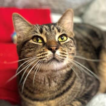 Kazoo -  Domestic Short Hair Cat for Adoption in Port Washington, New York - Kazoo | PetCurious
