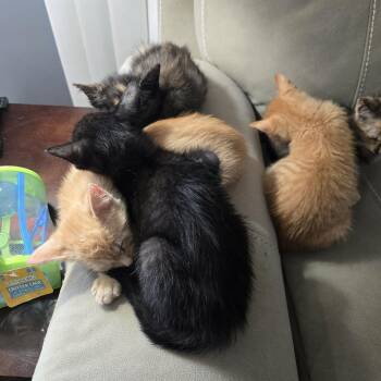 Zapp -  Domestic Short Hair Cat for Adoption - Zapp | PetCurious