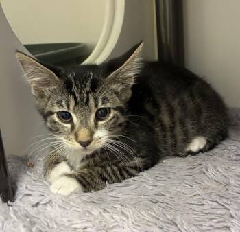 Dave The Magical Cheese Wizard -  Domestic Short Hair Cat for Adoption in Salt Lake City, Utah - Dave The Magical Cheese Wizard | PetCurious