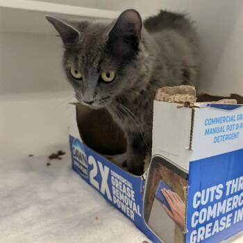 Bonnie -  Domestic Short Hair Cat for Adoption in Greensboro, North Carolina - Bonnie | PetCurious