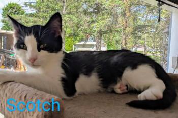 Rescue Domestic Short Hair Cats for Adoption in Fort Ripley, Minnesota - Scotch | PetCurious