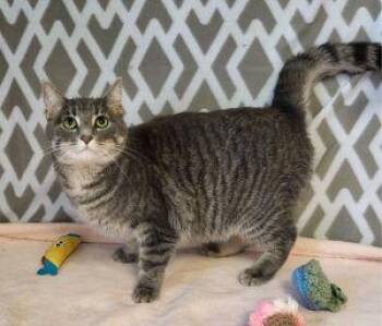 Belle -  Domestic Short Hair Cat for Adoption in Bucyrus, Ohio - Belle | PetCurious