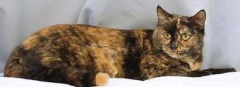 Domestic Short Hair Cats Available for Adoption - Stella | PetCurious