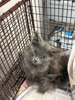 26-0760C -  Domestic Long Hair Cat for Adoption in Sorrento, Louisiana - 26-0760C | PetCurious