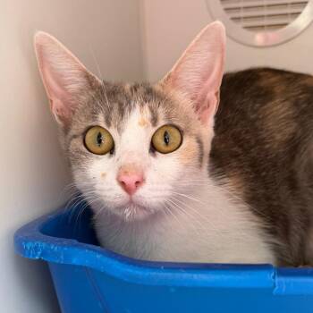 Enchilada -  Domestic Short Hair Cat for Adoption in Tulsa, Oklahoma - Enchilada | PetCurious