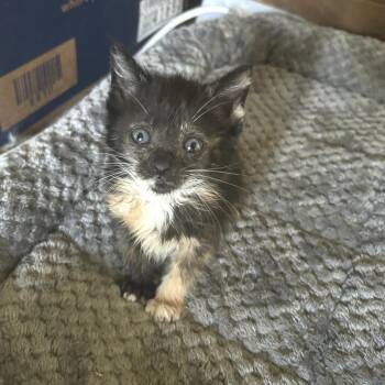 Piadina -  Domestic Short Hair Cat for Adoption in Huntsville, Alabama - Piadina | PetCurious