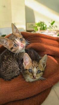 Margot -  Domestic Short Hair Cat for Adoption in Hartsville, South Carolina - Margot | PetCurious