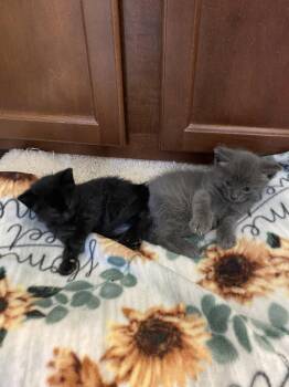 Domestic Short Hair Cats Available for Adoption in Herndon, Virginia - June & Johnny (BONDED) | PetCurious
