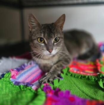 Domestic Short Hair Cats Available for Adoption in Albuquerque, New Mexico - MOM | PetCurious