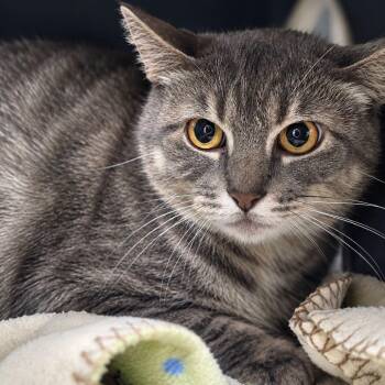 Pearl -  Domestic Short Hair Cat for Adoption in Effingham, Illinois - Pearl | PetCurious