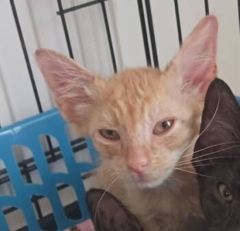 Rescue Domestic Short Hair Cats for Adoption in West Memphis, Arkansas - Reese | PetCurious