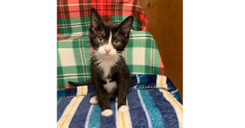 Rescue Domestic Short Hair Cats for Adoption in New Cumberland, West Virginia - Tennessee | PetCurious