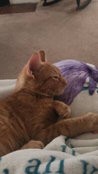 Domestic Short Hair Cats Available for Adoption - Tigger | PetCurious