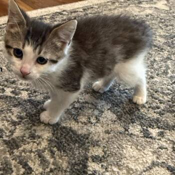 Domestic Short Hair and Tabby Cats Available for Adoption in Omaha, Nebraska - Lemon | PetCurious