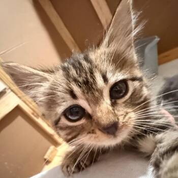 Lollie -  Domestic Medium Hair and Domestic Short Hair Cat for Adoption in Huntsville, Alabama - Lollie | PetCurious