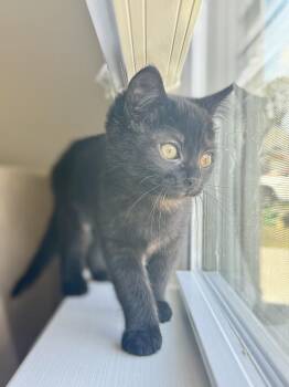 Luna - RP -  Domestic Short Hair Cat for Adoption in Greenville, South Carolina - Luna - RP | PetCurious